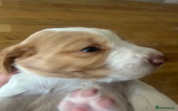 Cocker Spaniel dogs for sale: Baby Cocker Spaniels working type - Image 12