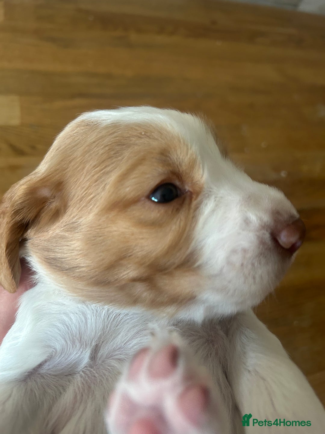 Cocker Spaniel dogs for sale: Baby Cocker Spaniels working type - Image 12