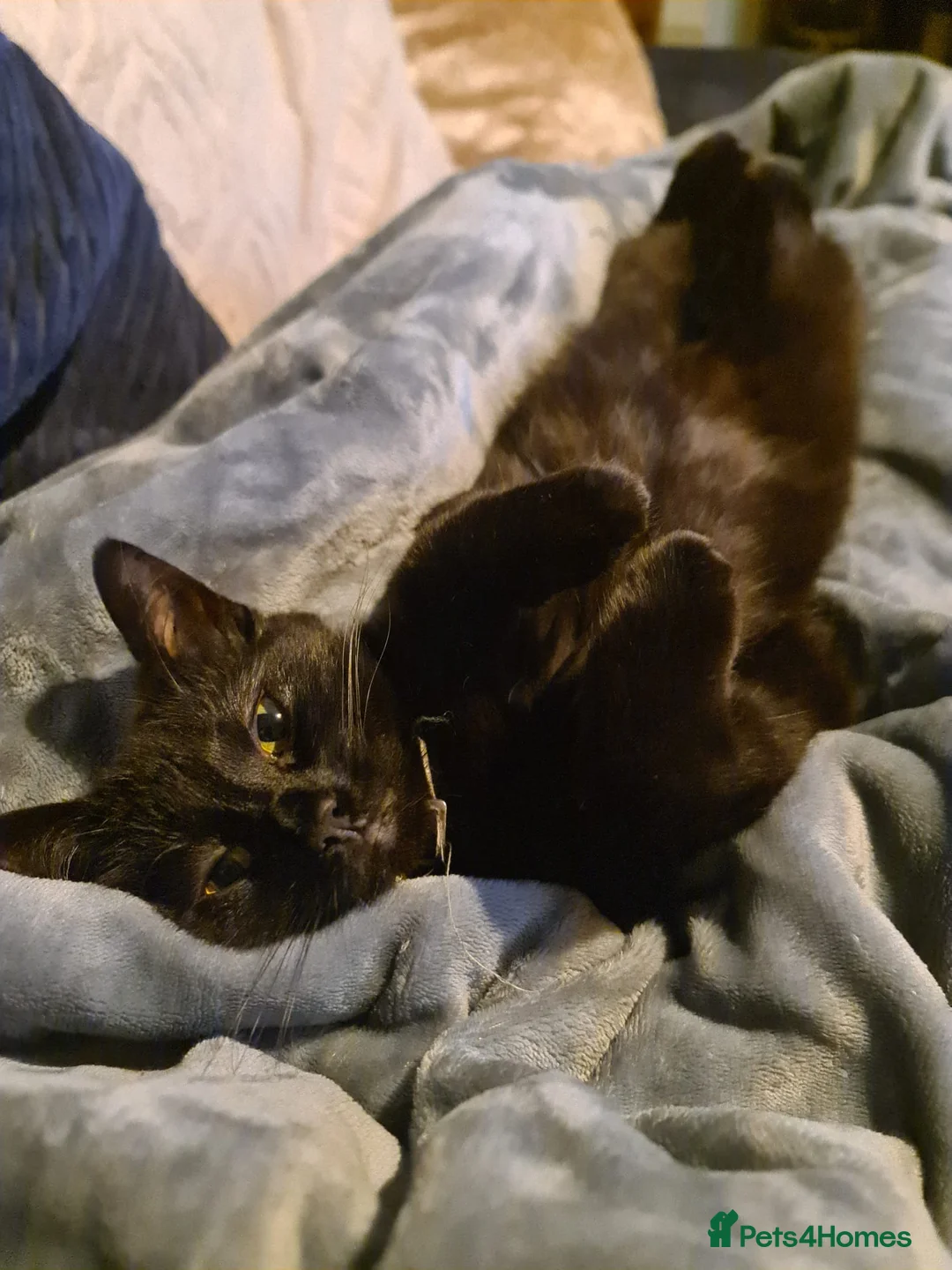 Mixed Breed cats for sale: Beautiful female cat aged 3 in Yeovil - Advert 2