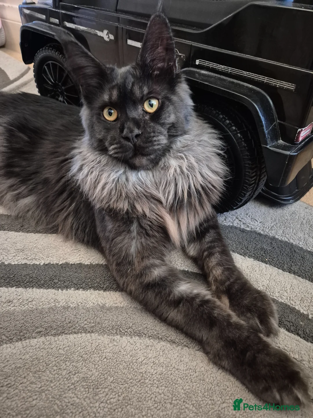 Maine Coon cats for sale: Smoke Pure Thorough Bred Maine Coon - Advert 2