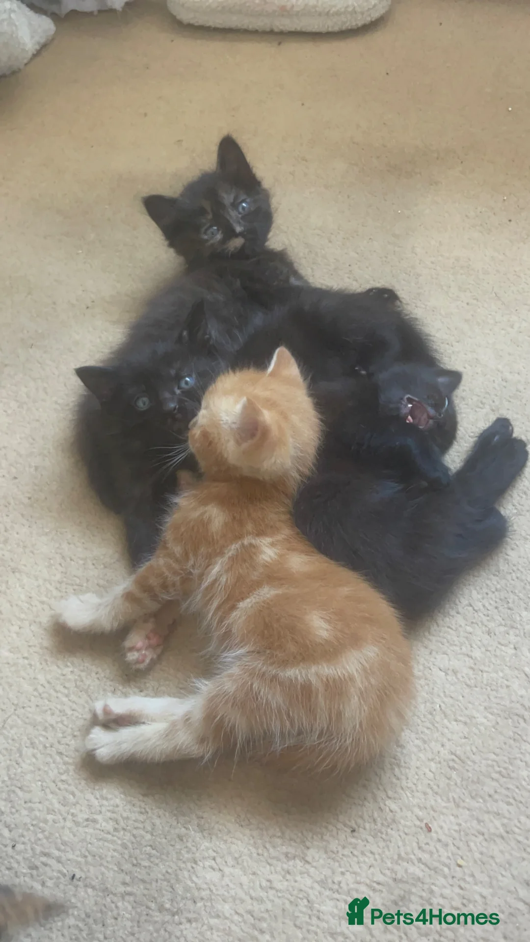 Mixed Breed cats for sale: 4 gorgeous kittens 2 boys 2 girls - Advert 10