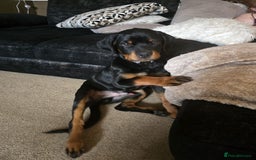 Rottweiler dogs for sale: Denzil  - Image 8