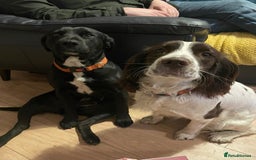 Sprocker dogs for sale: Sprocker Puppies Due - Image 8