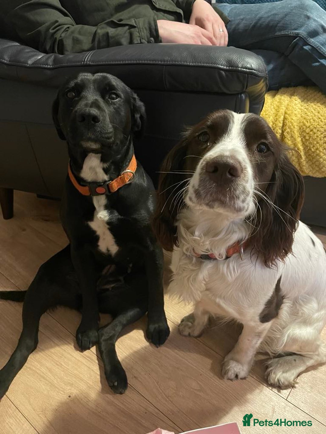 Sprocker dogs for sale: Sprocker Puppies Due - Image 8