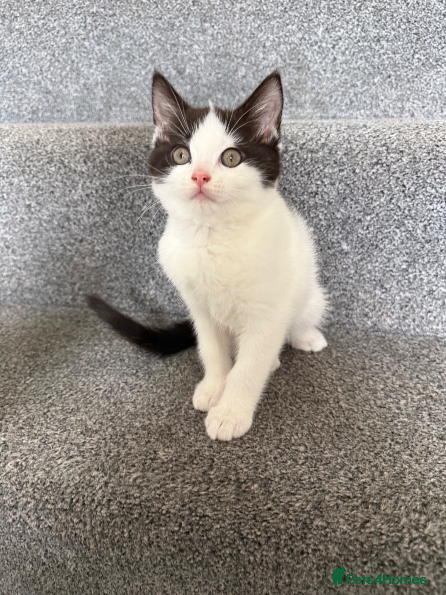 Mixed Breed cats Fluffy Ragdoll x Shorthair Kittens -ready now - Advert 16