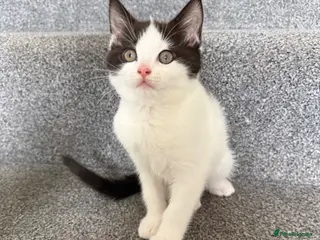 Mixed Breed cats Fluffy Ragdoll x Shorthair Kittens -ready now - Advert 16