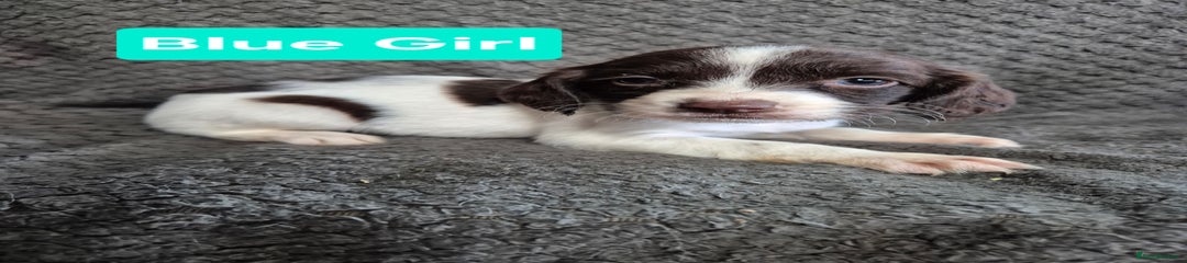 English Springer Spaniel Puppy 3