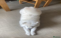 Samoyed dogs for sale: Samoyed bitch 3 years old - Image 2