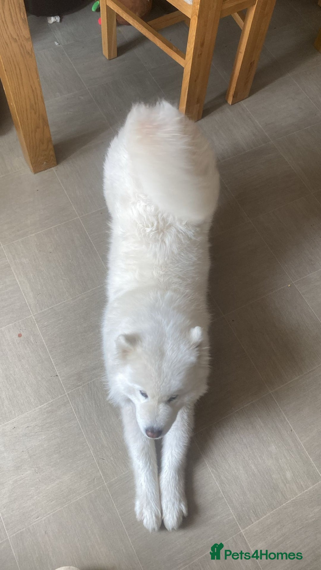 Samoyed dogs for sale: Samoyed bitch 3 years old - Image 2