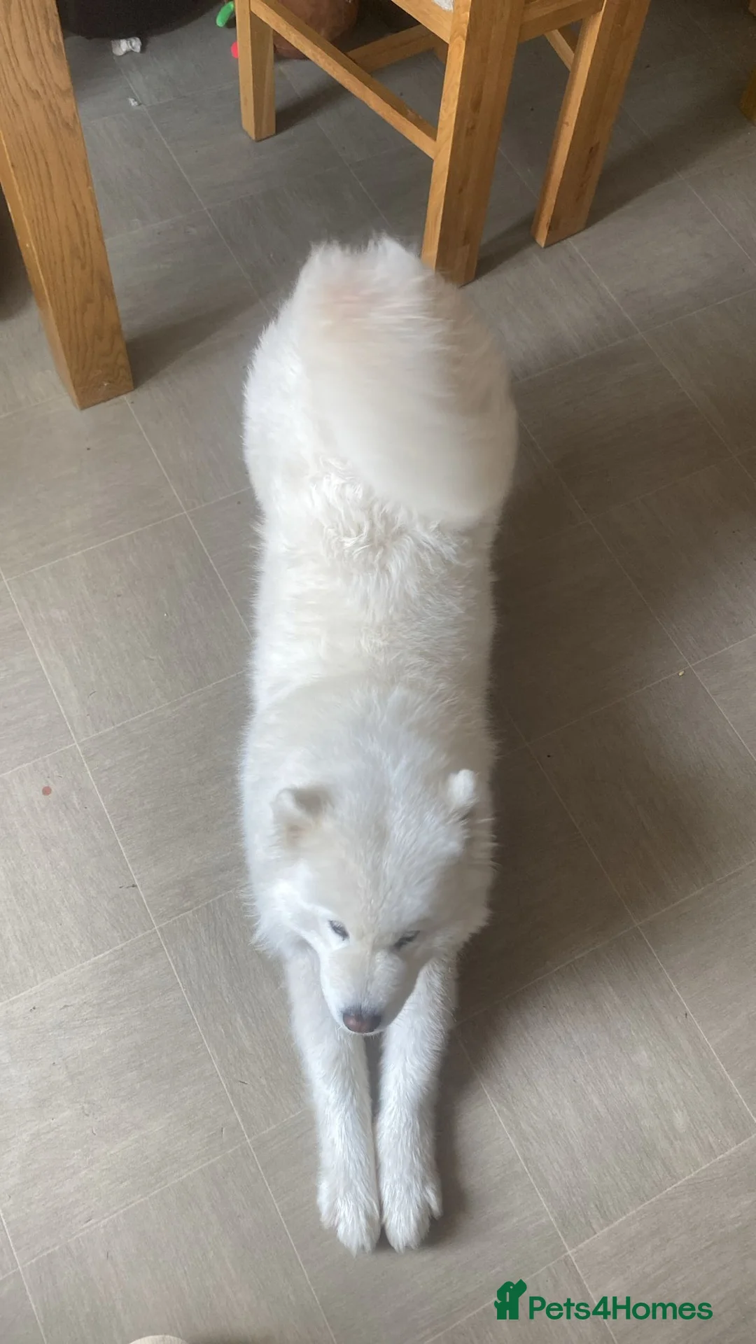 Samoyed dogs for sale: Samoyed bitch 4 years old - Advert 2