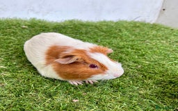 Guinea Pig rodents for sale: Super calm, friendly Guinea pig females  - Image 30