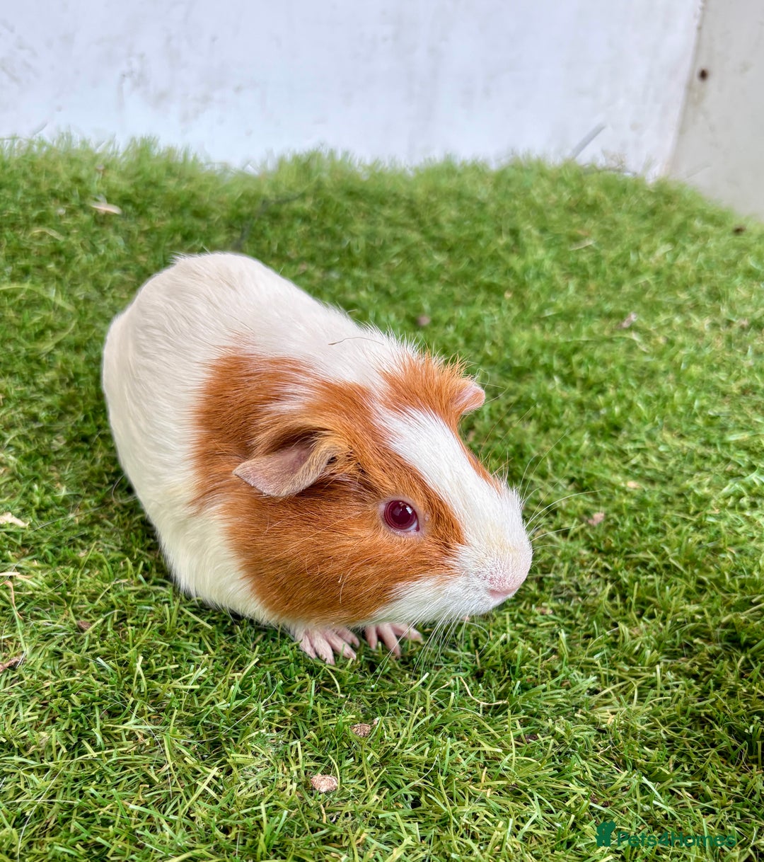 Guinea Pig rodents for sale: Super calm, friendly Guinea pig females  - Image 30