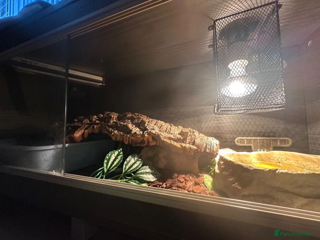 Python Snake reptiles for sale: Pied Ball pyhton and vivarium in Leicester - Advert 7