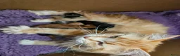 Maine Coon cats for sale: Beautiful Maine Coon kittens  in Warminster - Advert 6