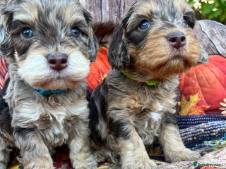 Cockapoo dogs - Advert 4