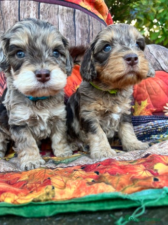 Cockapoo dogs - Advert 14