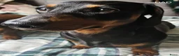 Miniature Dachshund dogs for sale: Beautiful miniture daschund puppies. in Redcar - Advert 35