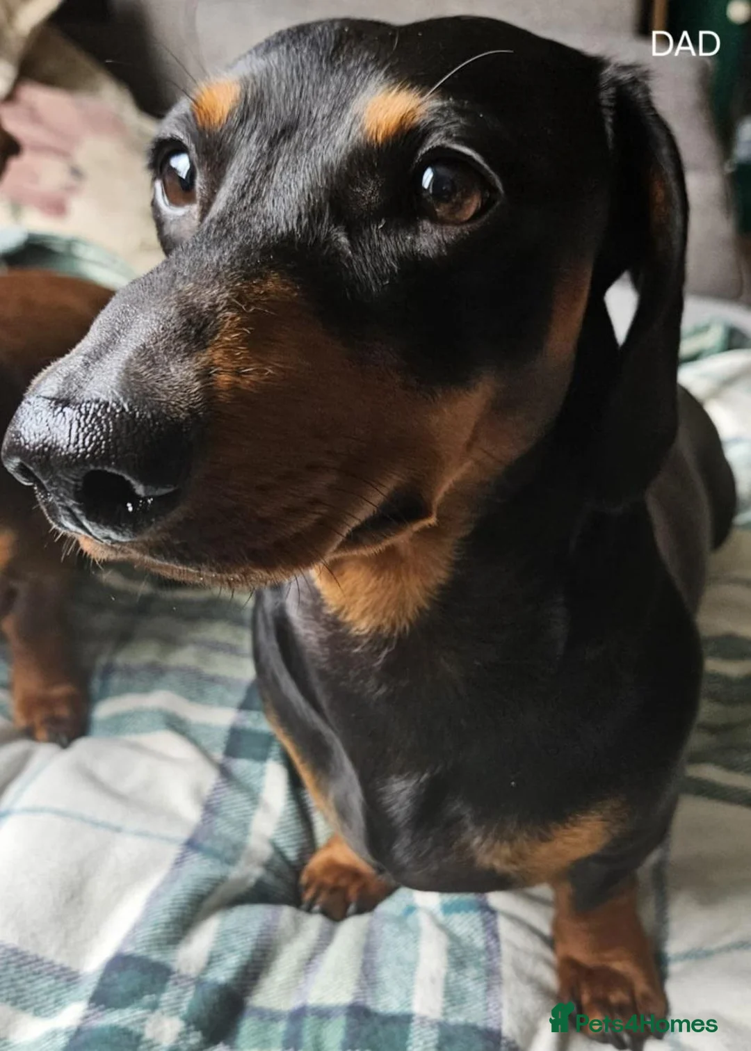 Miniature Dachshund dogs for sale: Beautiful miniture daschund puppies. in Redcar - Advert 35