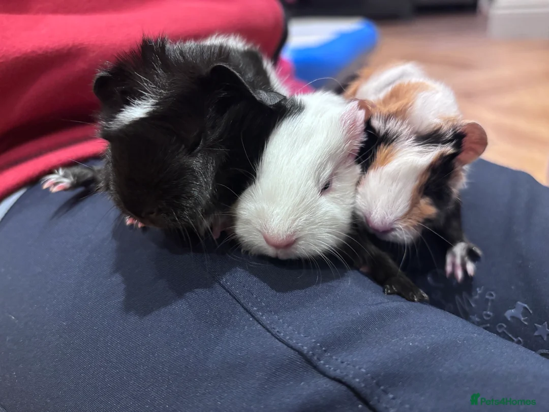 Guinea Pig rodents for sale: Cute Guinea pigs 1 female and 1 pair of brothers - Advert 2