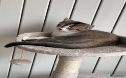 British Shorthair cats for sale: British short hair cat - Image 3