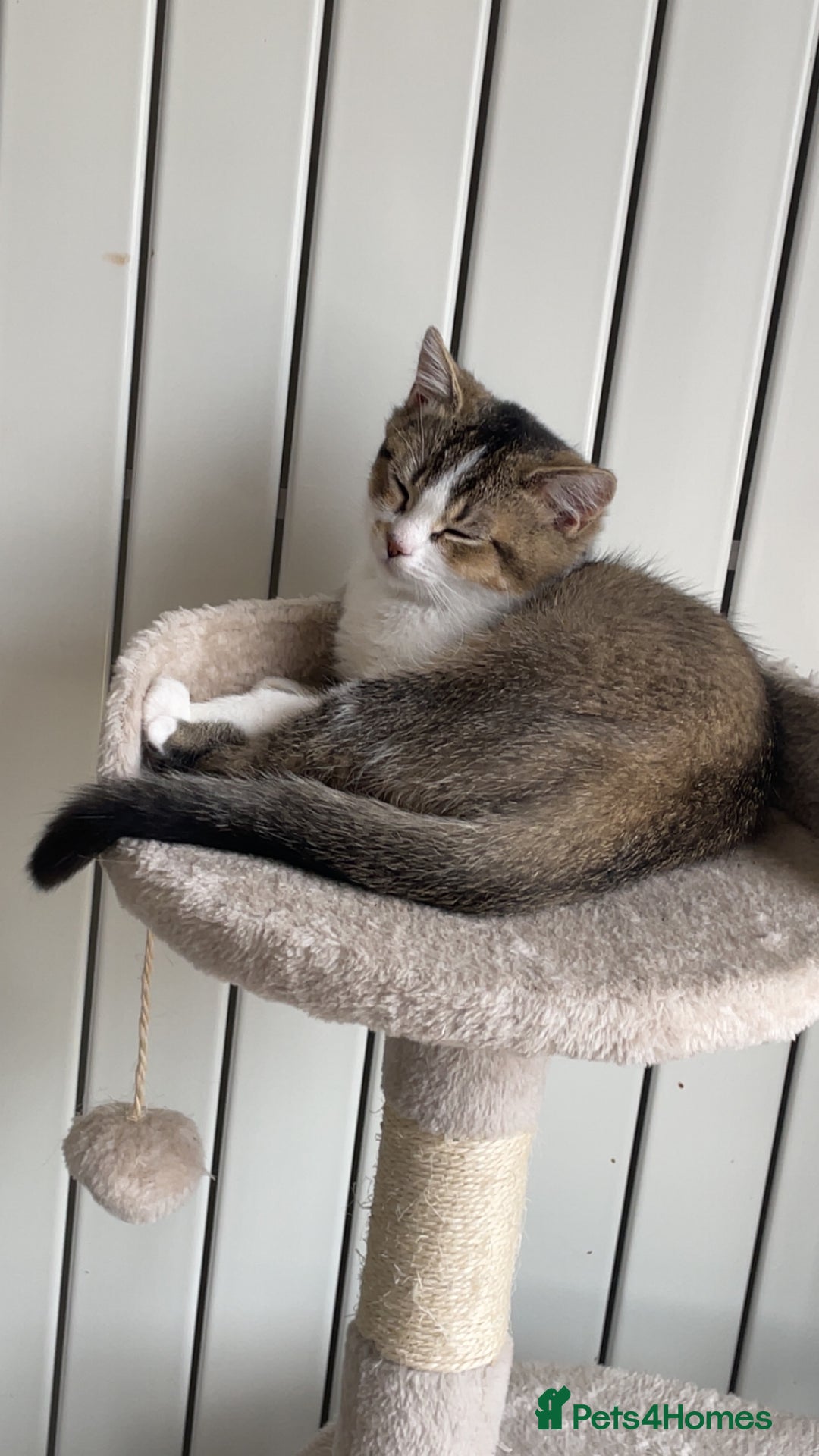 British Shorthair cats for sale: British short hair cat - Image 3