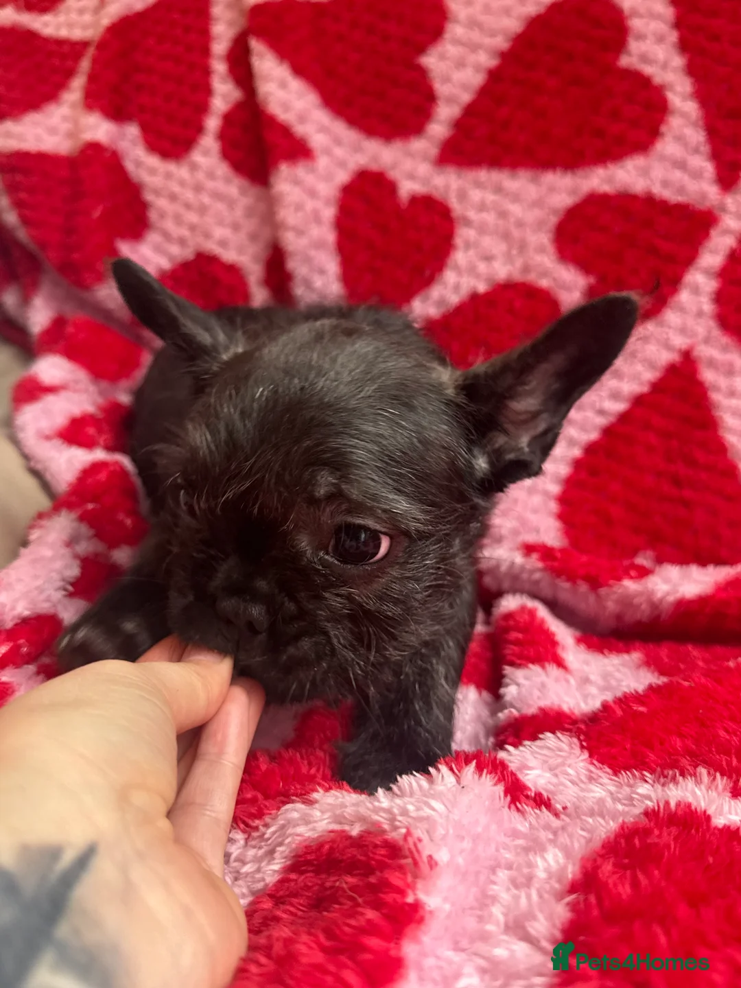 French Bulldog dogs for sale: Reduced price!!! Beautiful French bulldog pups  - Advert 3