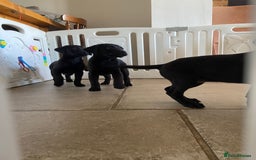Labrador Retriever dogs for sale: 3 black labrador puppies  - Image 19