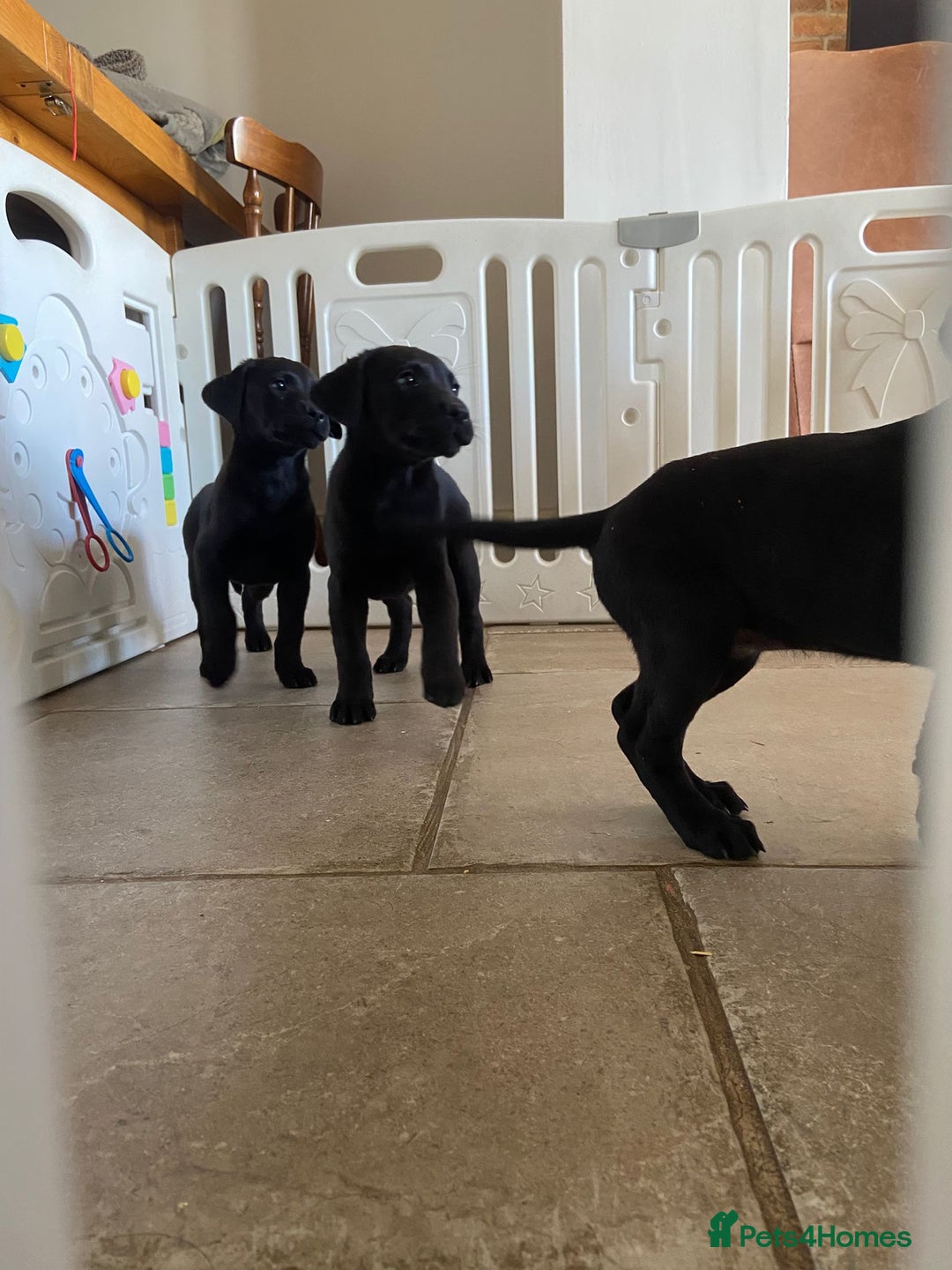 Labrador Retriever dogs for sale: 3 black labrador puppies  - Image 19