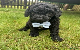 Miniature Poodle dogs for sale: Miniature Poodle puppies - Image 7