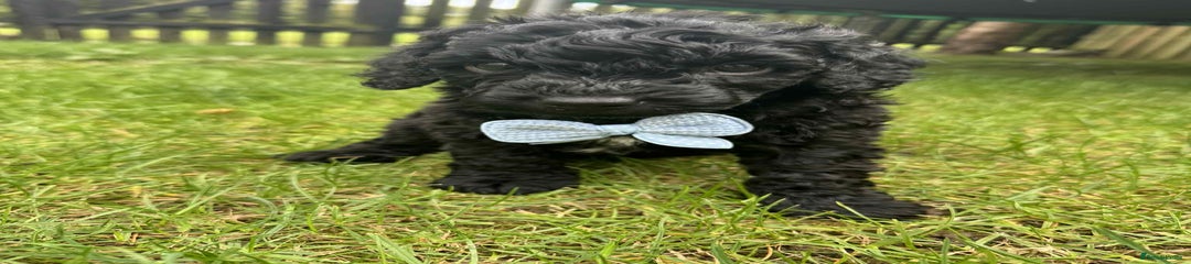 Miniature Poodle Puppy 1