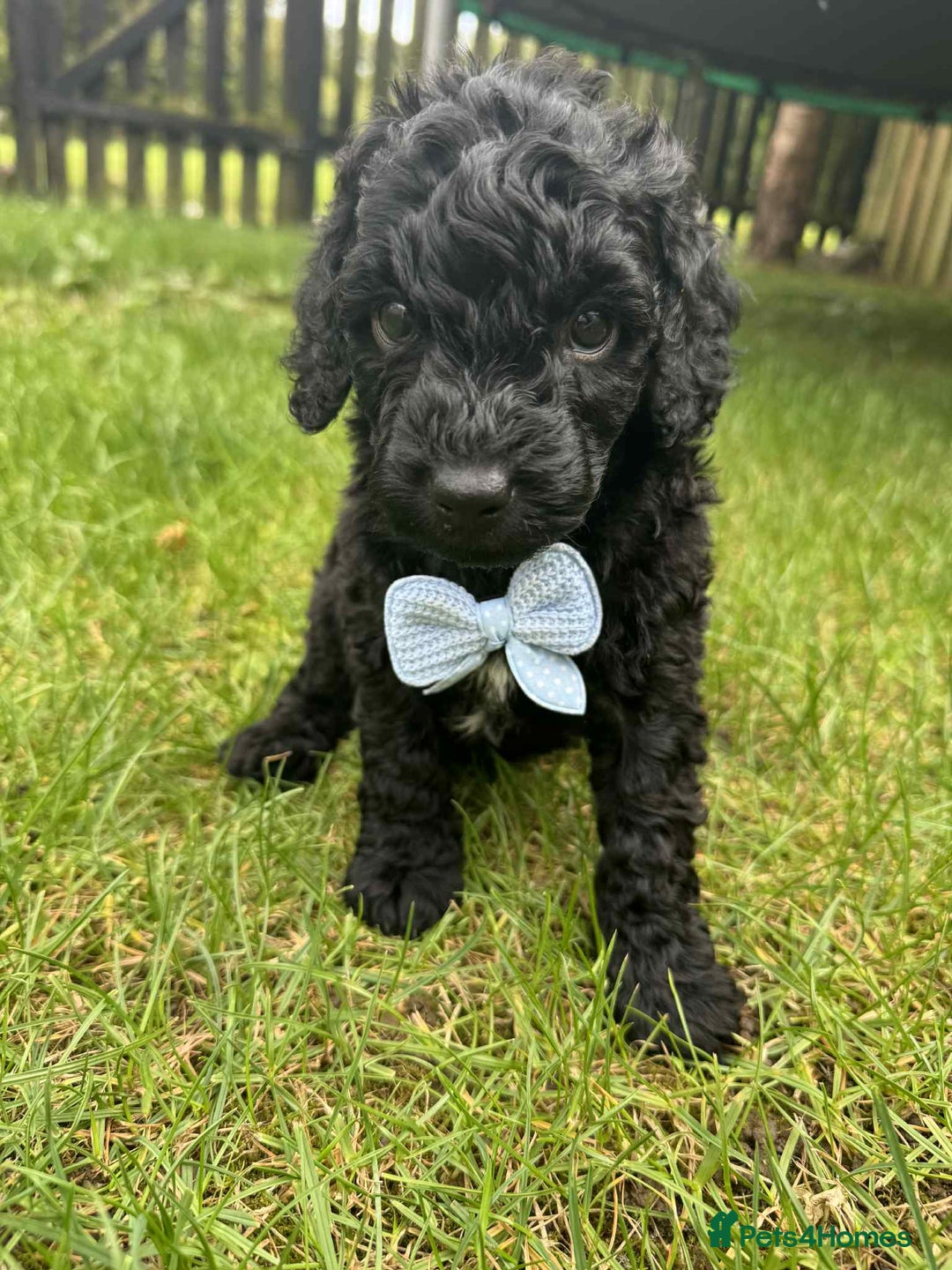 Miniature Poodle dogs for sale: Miniature Poodle puppies - Image 7
