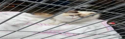 Ragdoll cats for sale: Stunning ragdoll female for sale  - Advert 3