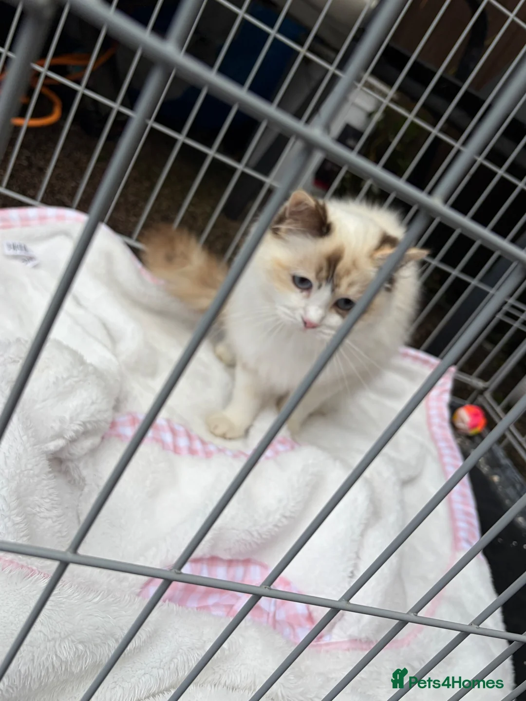 Ragdoll cats for sale: Stunning ragdoll female for sale  - Advert 3