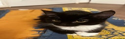 Domestic Shorthair cats for sale: 4 month old tuxedo kittens  - Advert 2