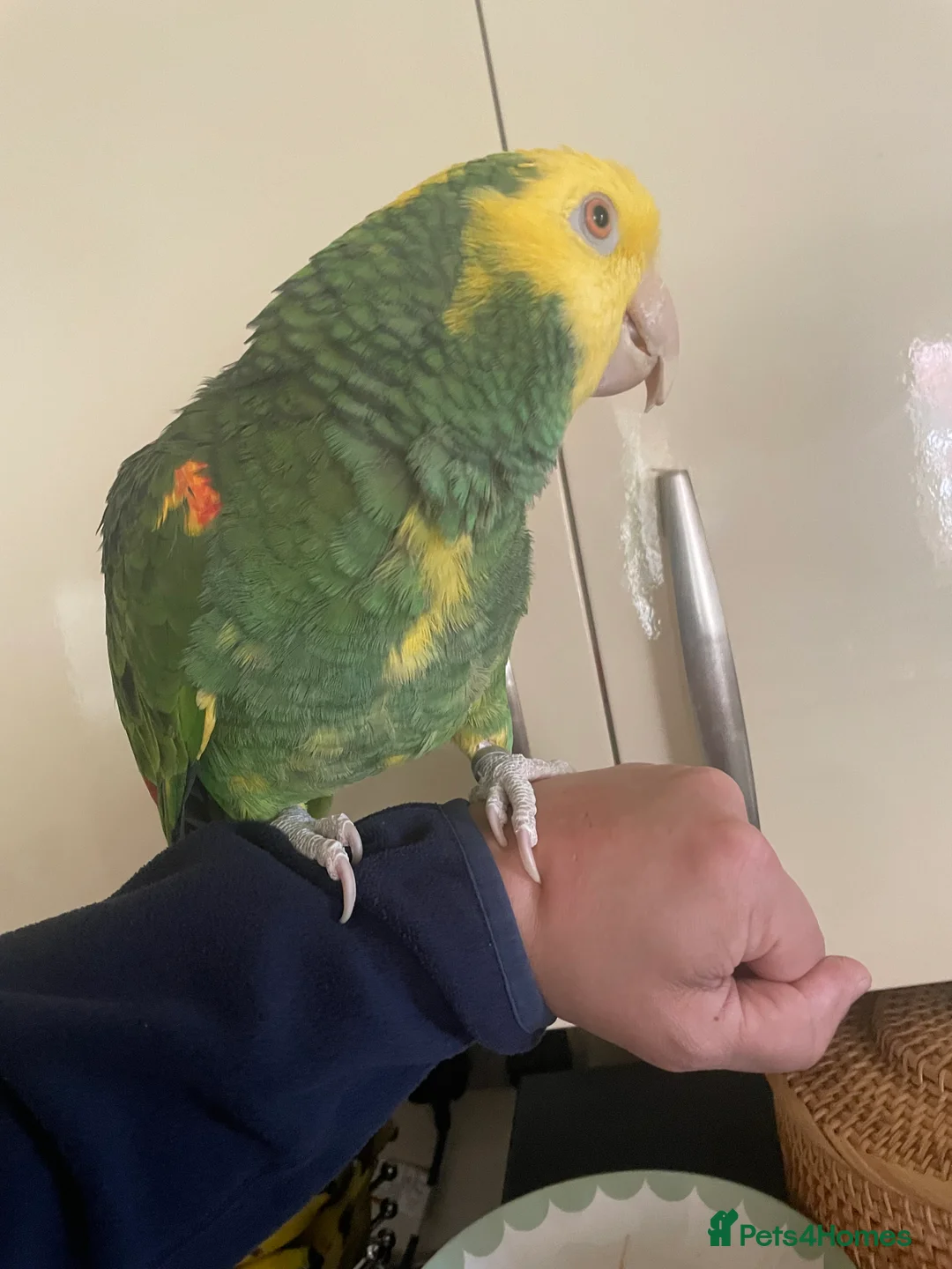 Parrots birds for sale: Hand tame Double yellow head Amazon - Advert 2