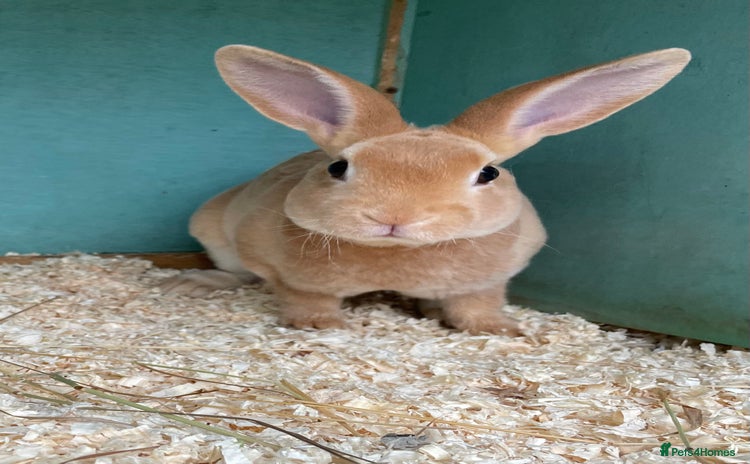 Rex rabbits - Advert 2