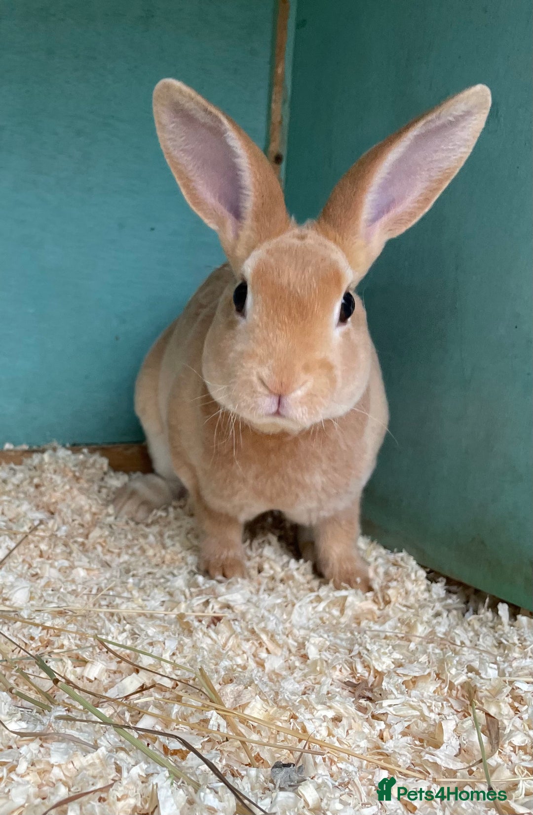 Rex rabbits for sale: 1 beautiful mini Rex left - Image 2
