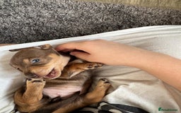 Miniature Dachshund dogs for sale: Last 3 beautiful mini dachshunds - Image 2