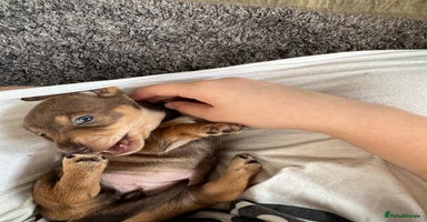 Miniature Dachshund dogs - Advert 4