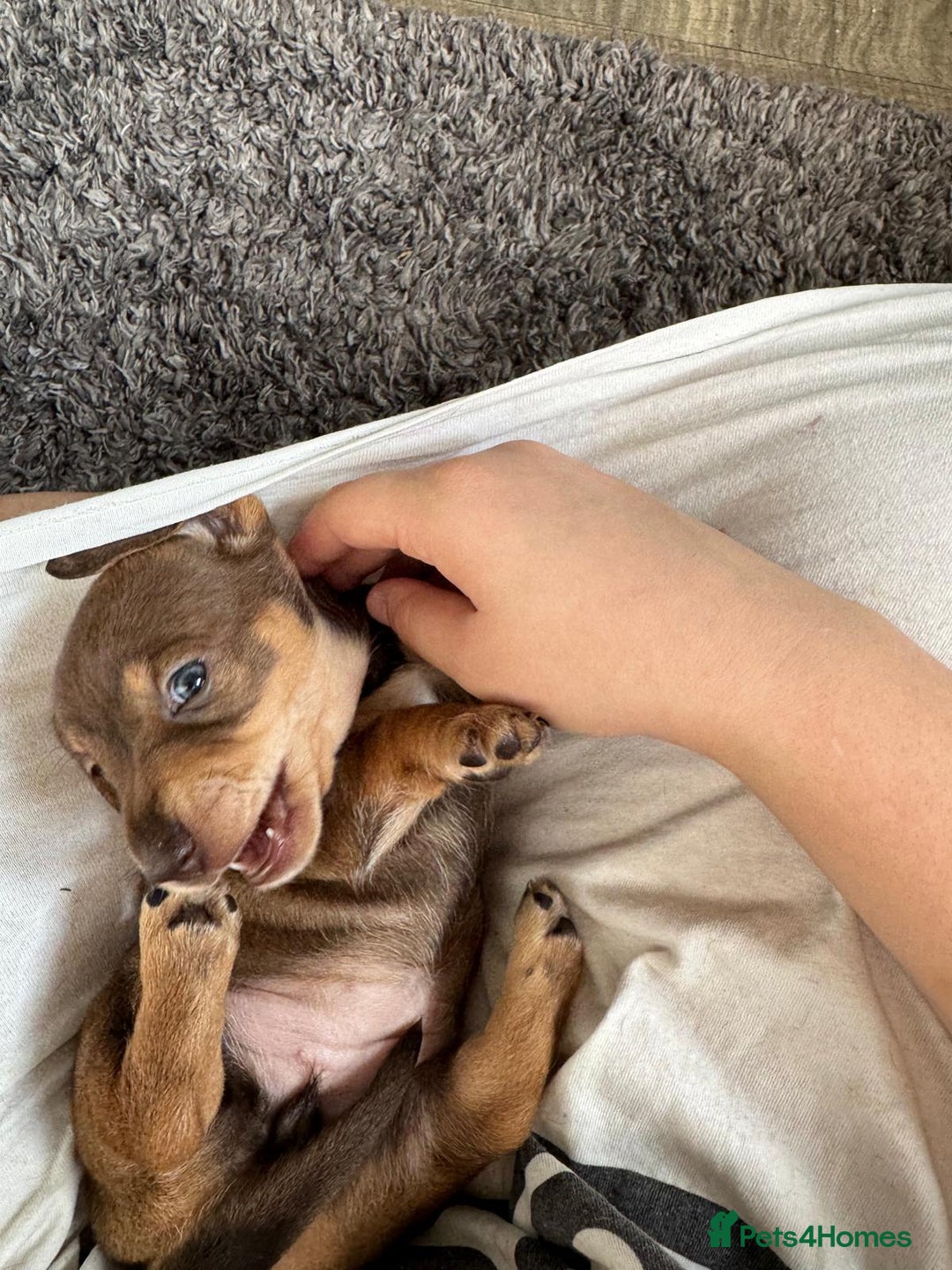 Miniature Dachshund dogs for sale: Last 3 beautiful mini dachshunds - Image 2