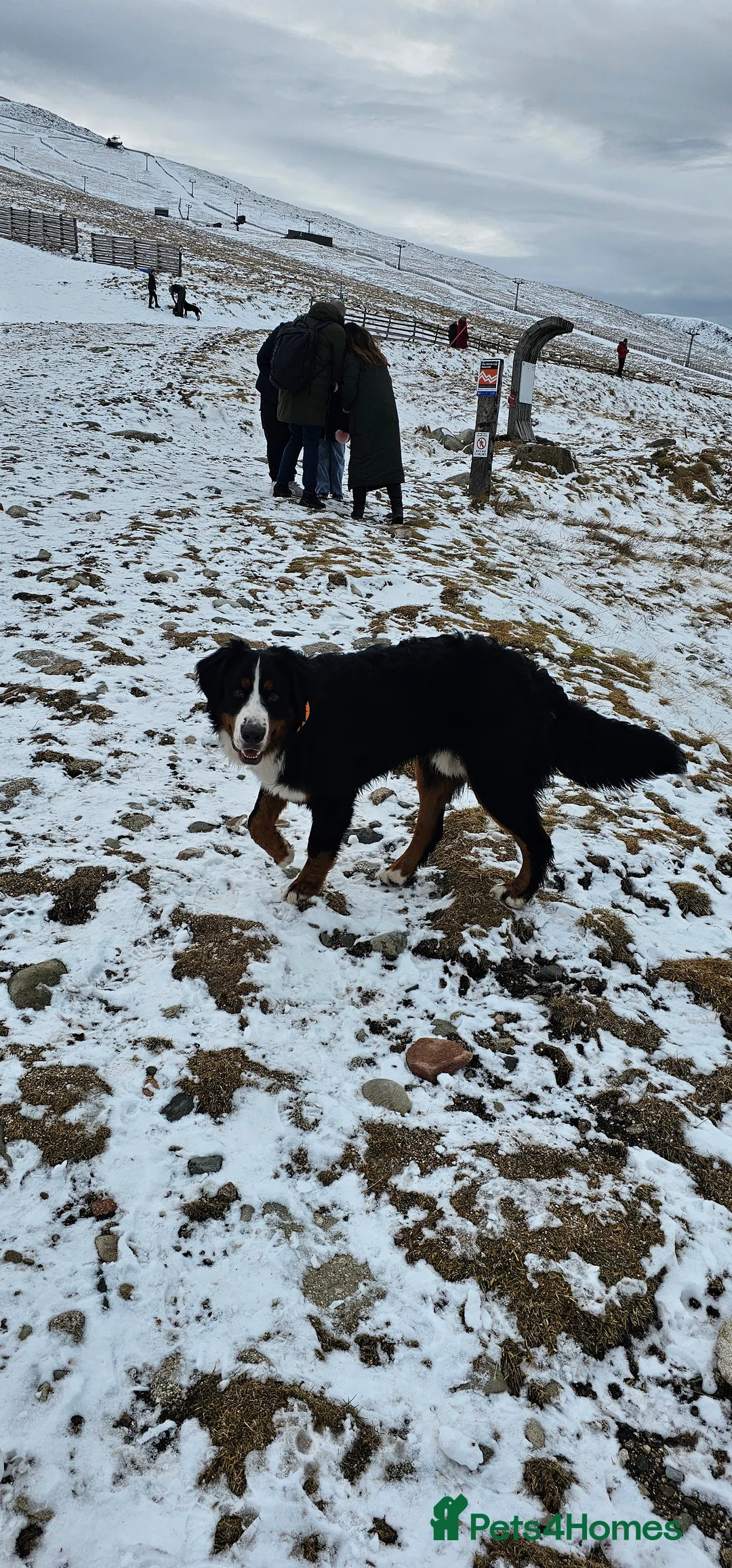 Bernese Mountain Dog dogs for sale: Bernese mountain dog for sale - Advert 2