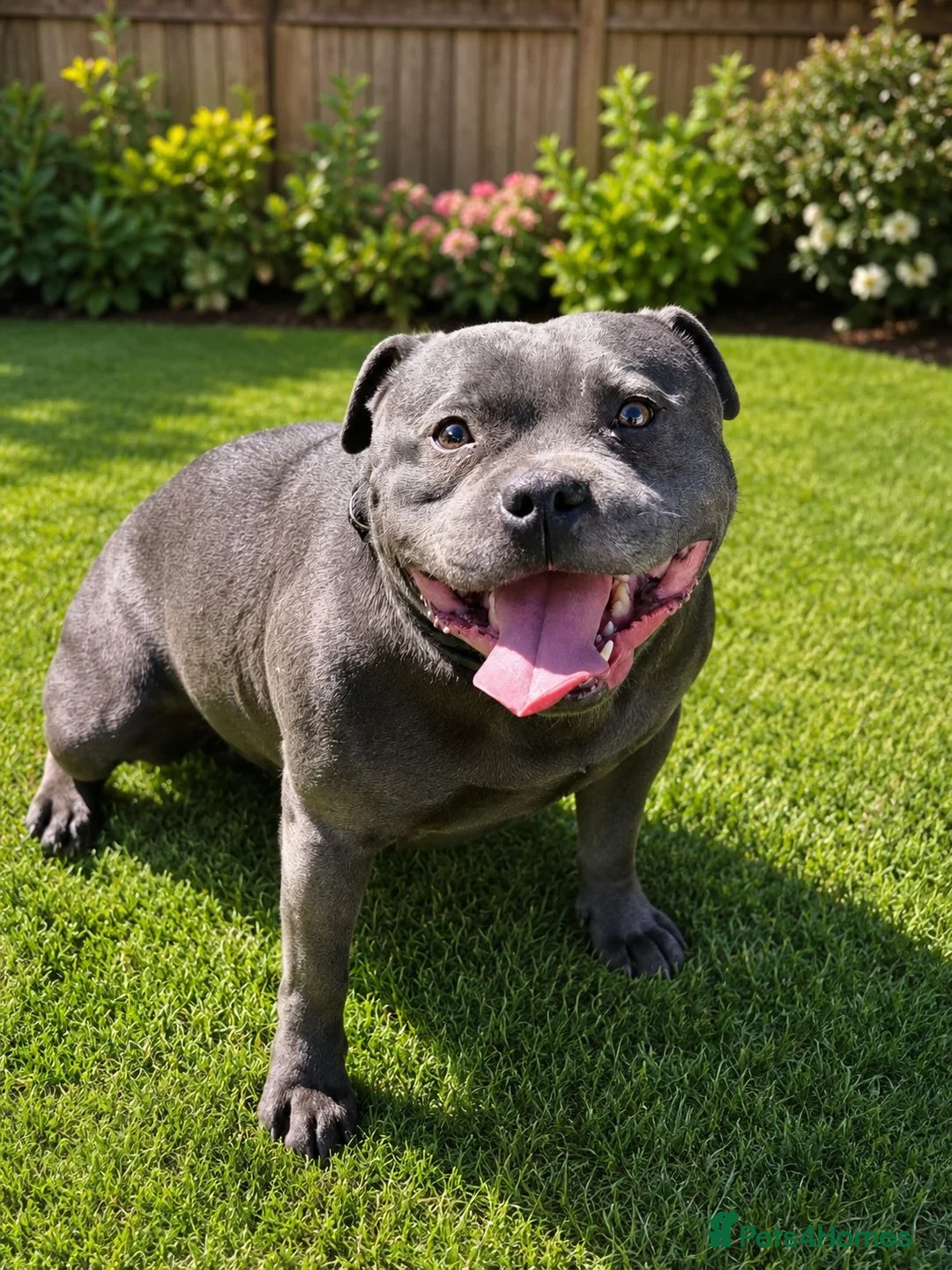Staffordshire Bull Terrier dogs for sale: 7 Kc reg blue staffys - Advert 4