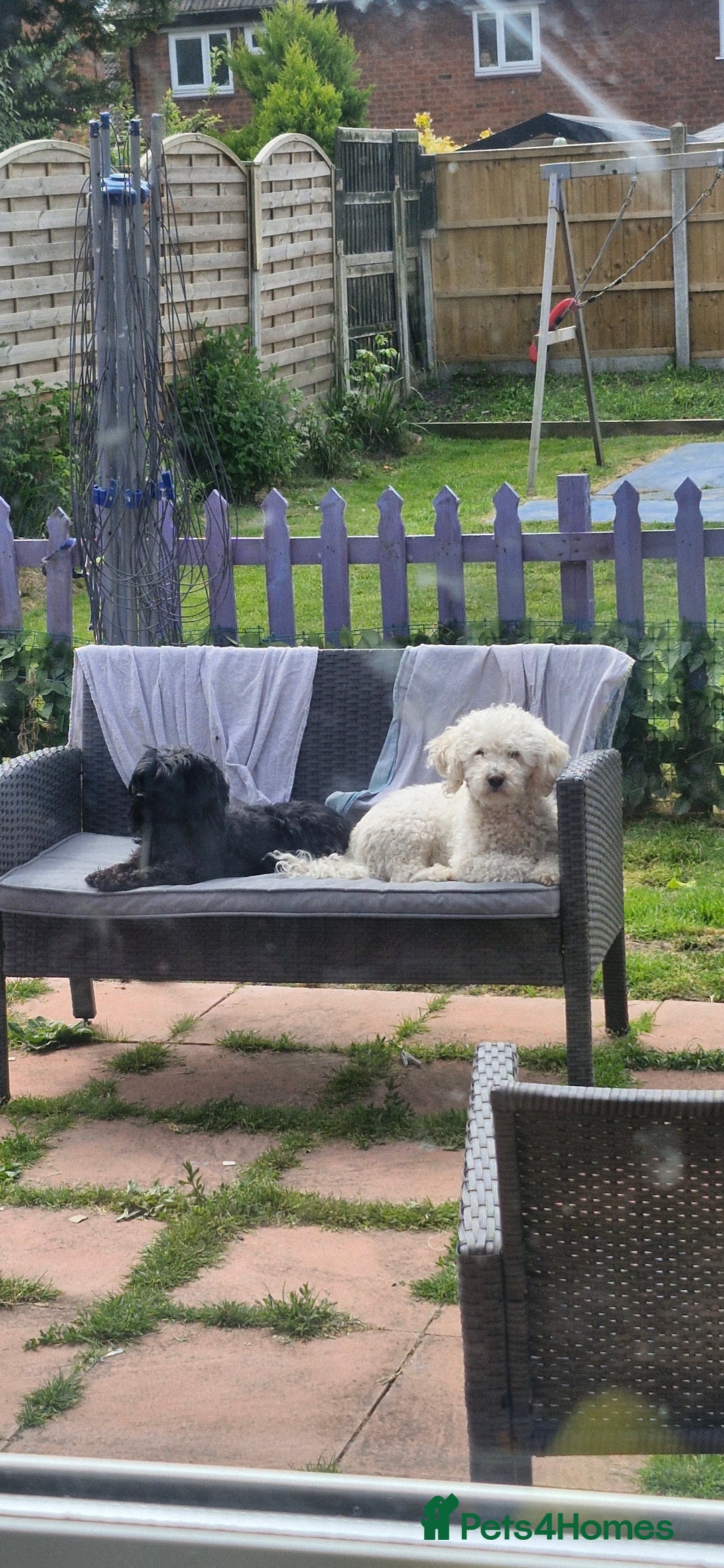 Shihpoo dogs for sale: Charlie for sale - Image 4