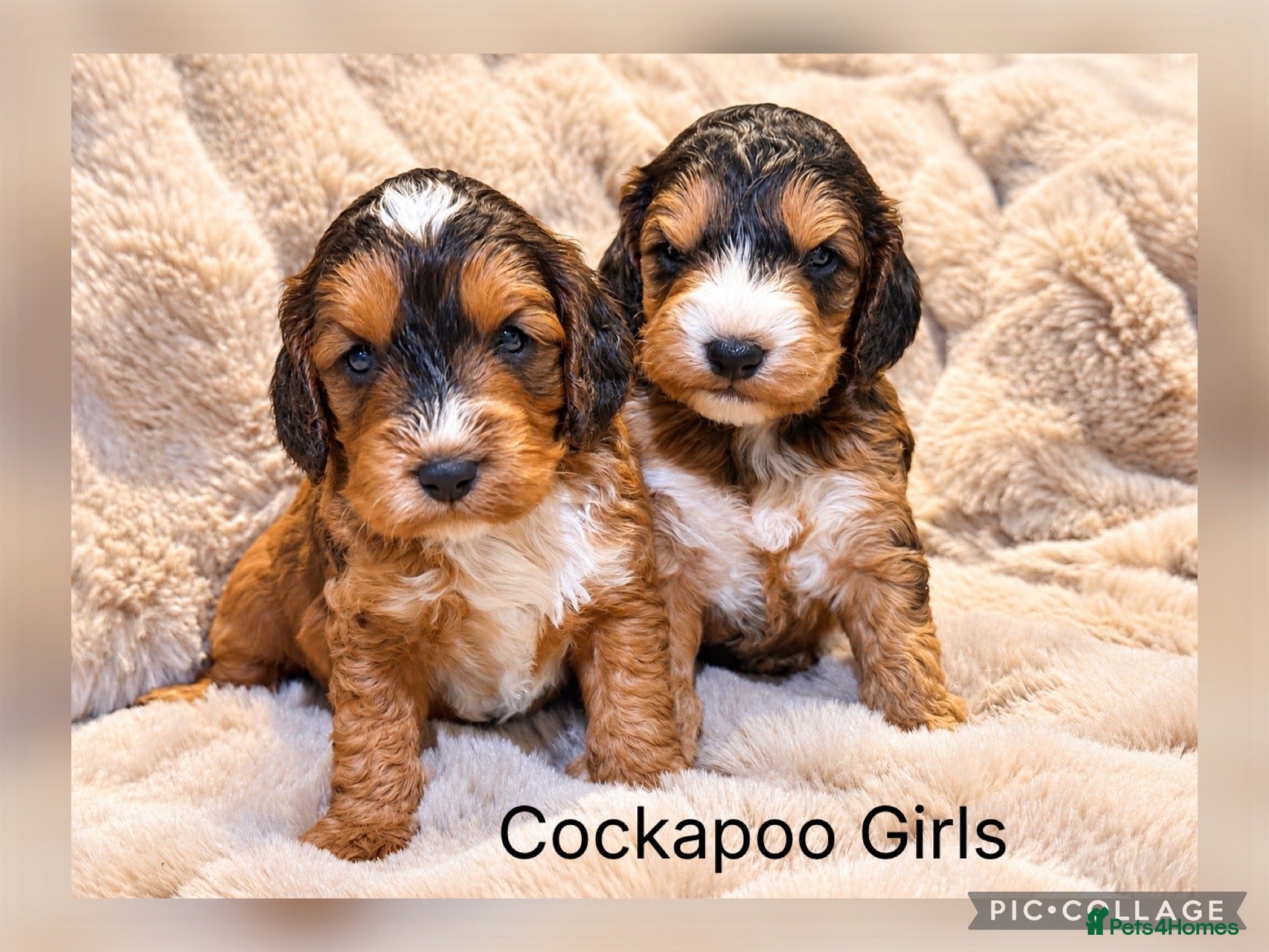 Cockapoo dogs Stunning red sable and red F1 Cockapoo’s - Advert 1