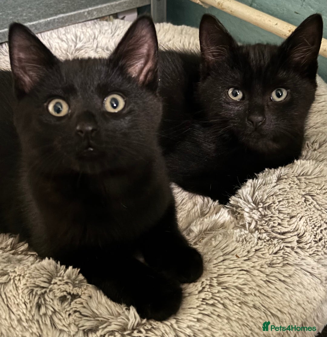 Mixed Breed cats for adoption: British Shorthair Mix- Adopt from Cats in Crisis - Image 1