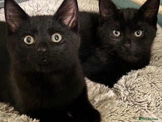 Mixed Breed cats - Advert 15