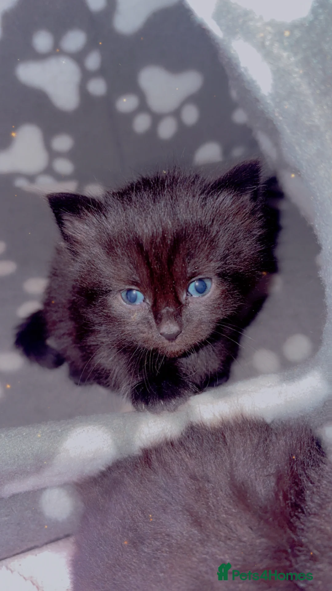 Mixed Breed cats for sale: 3 female kittens for rehoming:) - Advert 1
