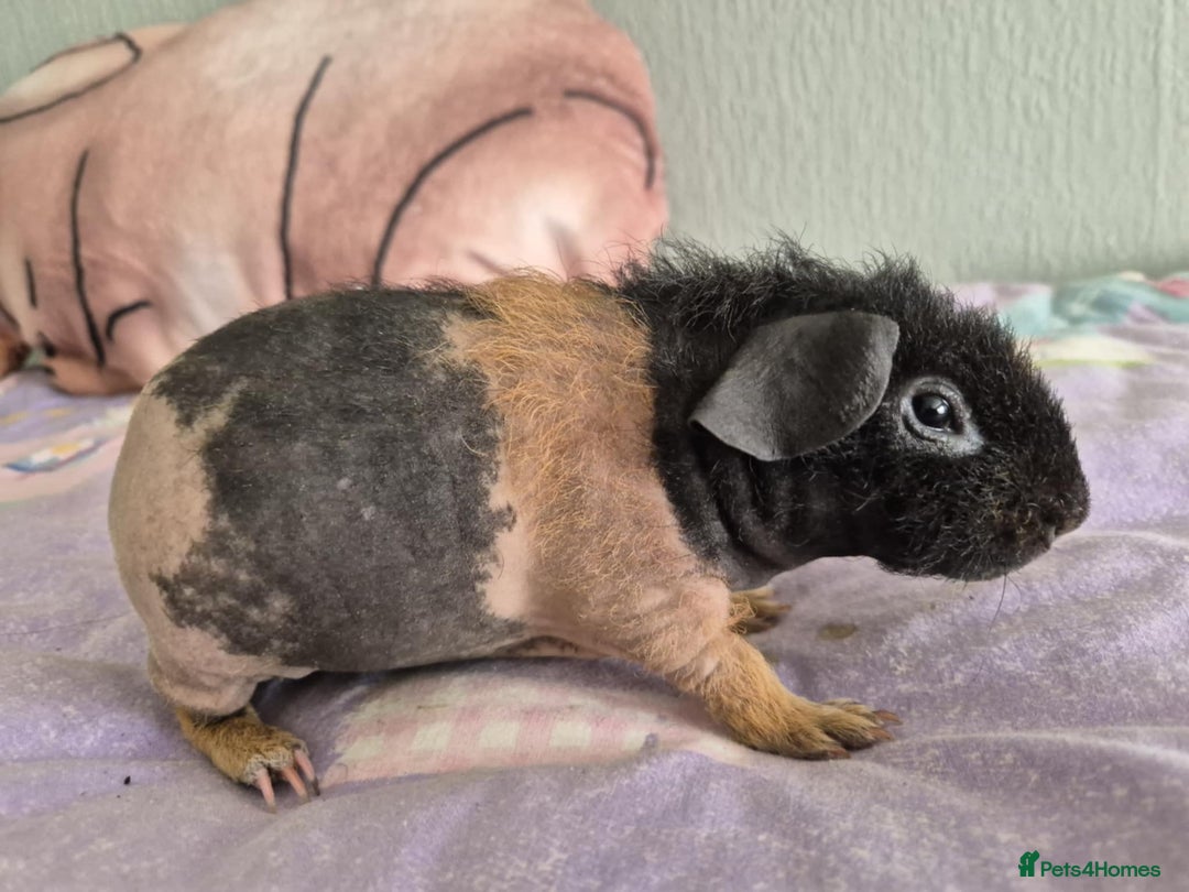 Guinea Pig rodents for sale: Werewolf skinny piggie mals - Image 3