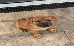 Staffordshire Bull Terrier dogs for sale: Staffordshire bull terrier (blu) - Image 5