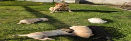 Labrador Retriever dogs for sale: 4 beautiful Labrador boys for family/work buddy in Aberaeron - Advert 12